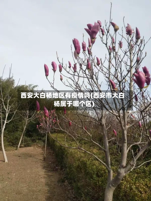 西安大白杨地区有疫情吗(西安市大白杨属于哪个区)-第2张图片